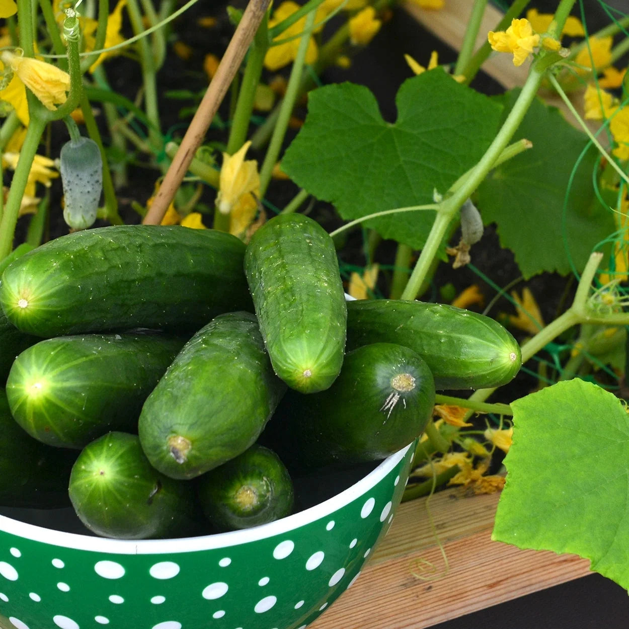 Marketmore 76 Cucumber Seeds (Premium Heirloom, Organic, Non-Gmo, Open Pollinated, Vegetable, Full S) - Approx 140 Premium Seeds