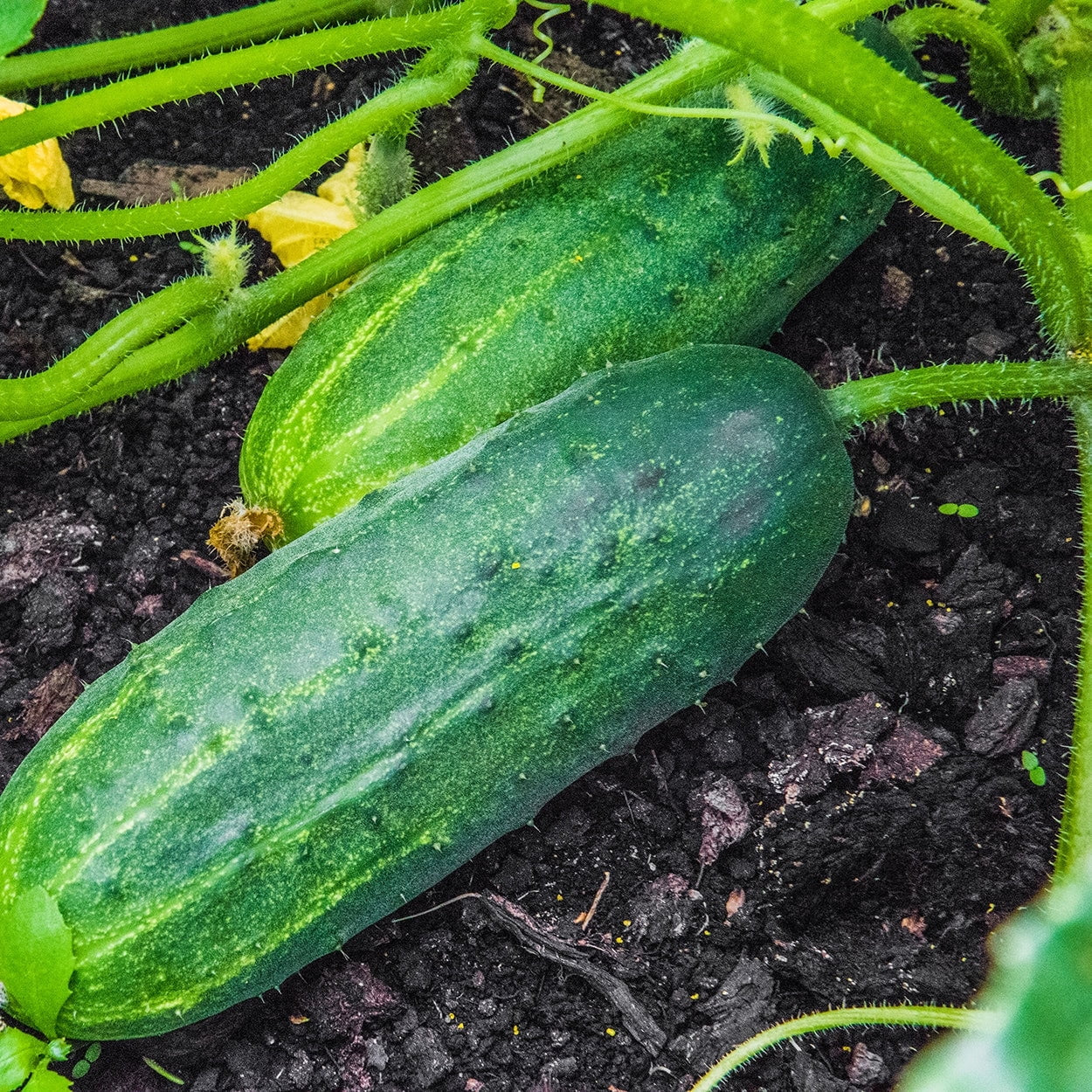 Marketmore 76 Cucumber Seeds (Premium Heirloom, Organic, Non-Gmo, Open Pollinated, Vegetable, Full S) - Approx 140 Premium Seeds