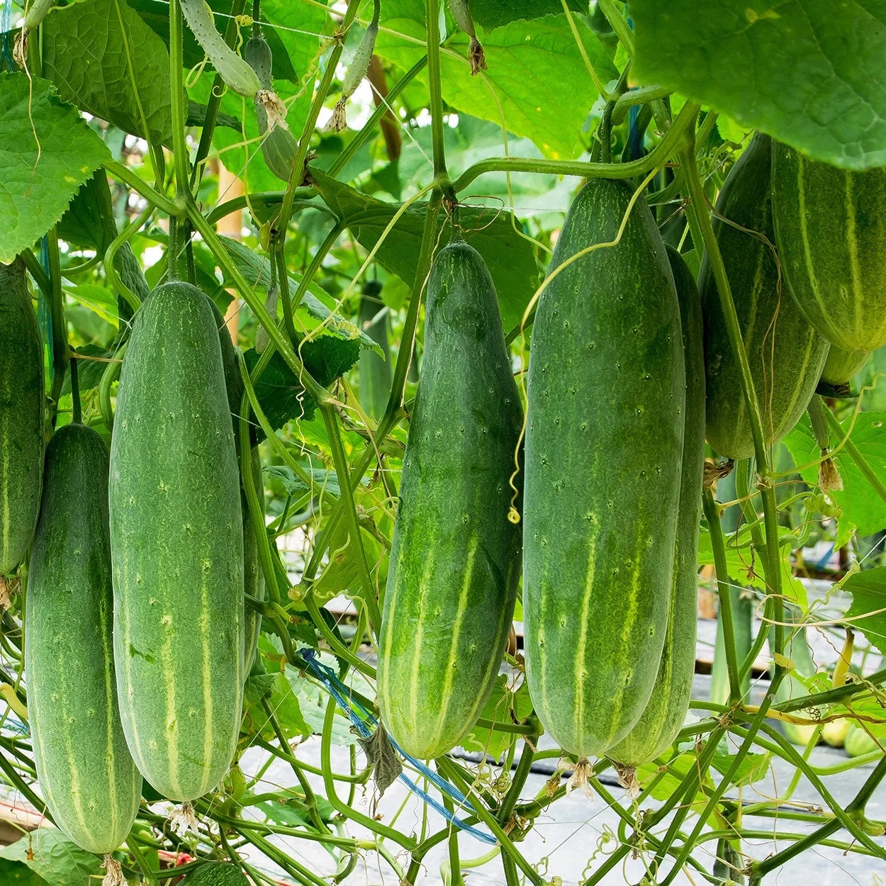 Marketmore 76 Cucumber Seeds (Premium Heirloom, Organic, Non-Gmo, Open Pollinated, Vegetable, Full S) - Approx 140 Premium Seeds